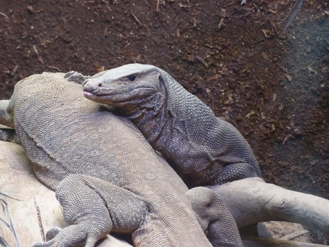 コモドドラゴン