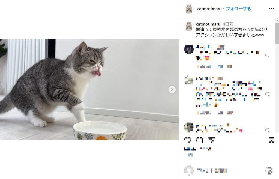 【ＹｏｕＴｕｂｅ】猫の腎臓病の原因は飼い主の可能性