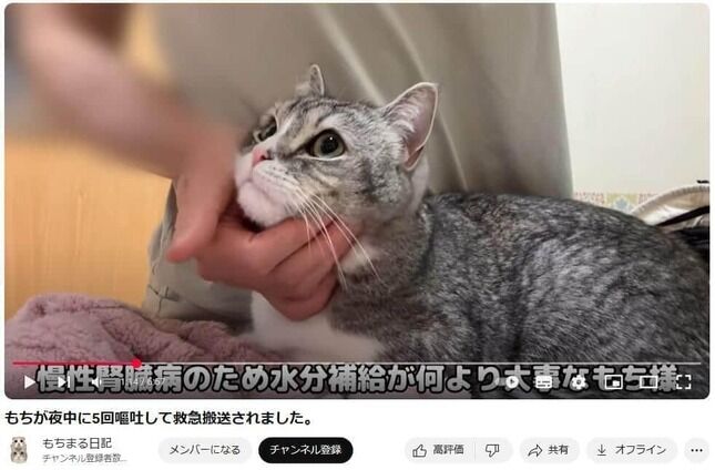 【ＹｏｕＴｕｂｅｒ】「もちまる日記」　猫の尿管結石の除去手術を報告