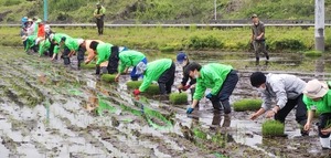 田植え