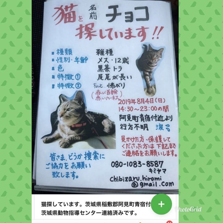 迷子猫を探しています Npo法人茨城県 犬猫共存推進会 公式blog