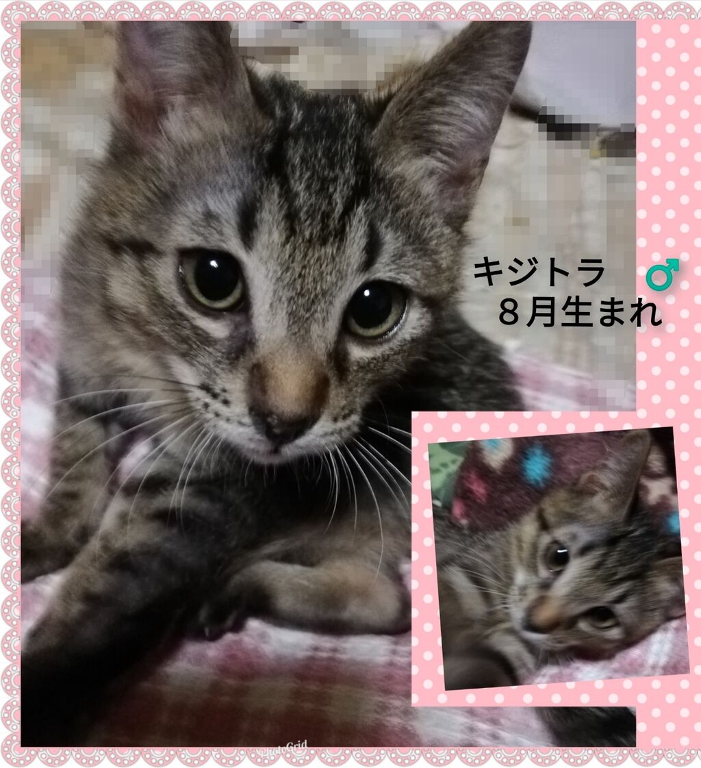 里親募集中 Npo法人茨城県 犬猫共存推進会 公式blog