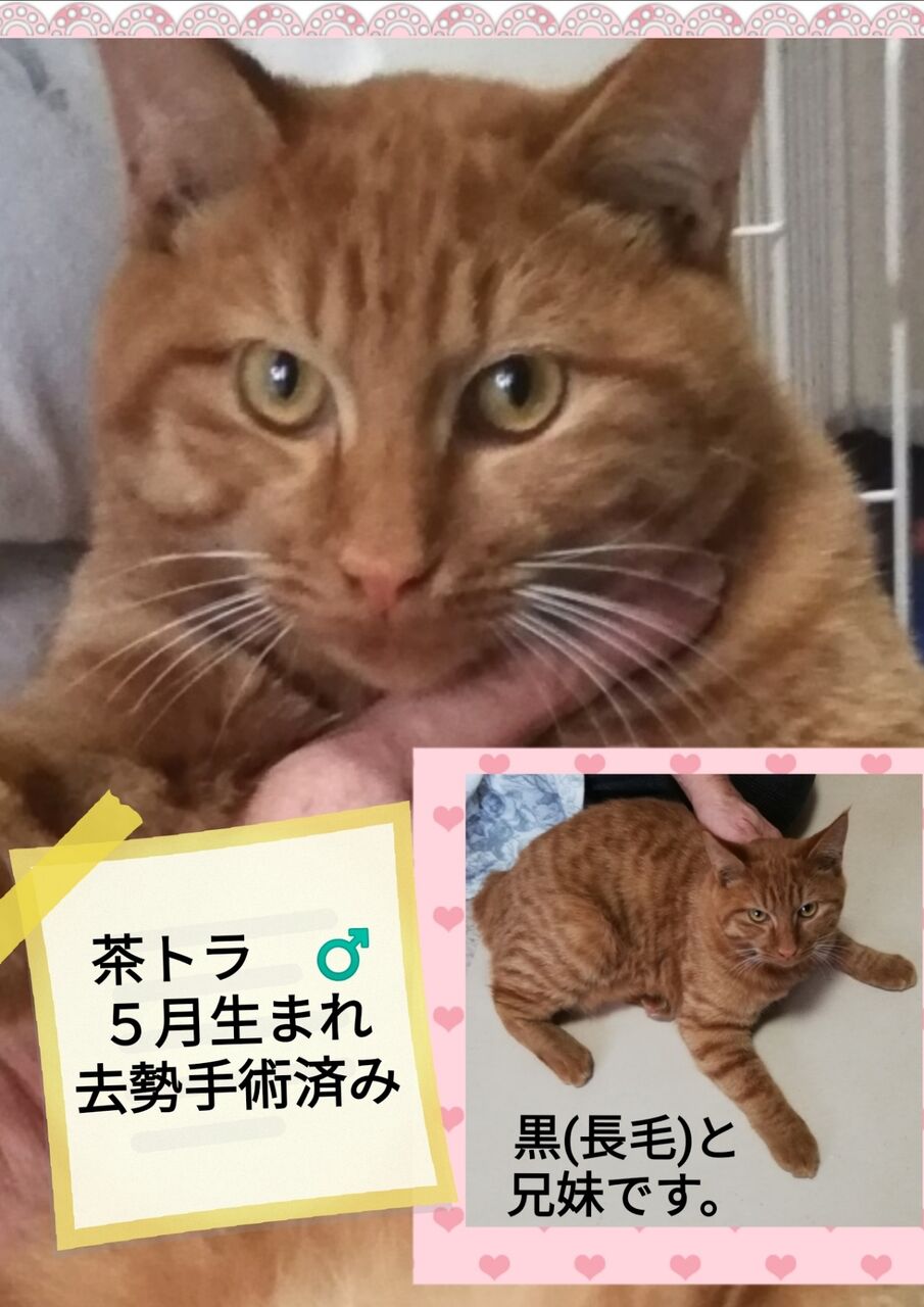 里親募集中 Npo法人茨城県 犬猫共存推進会 公式blog 里親募集中 Npo法人茨城県 犬猫共存推進会 公式blog