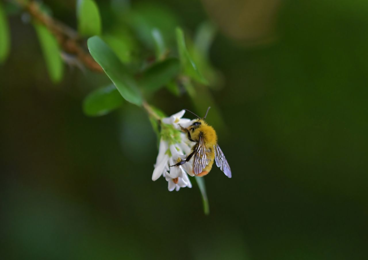 ペット蜂 コマルハナバチ 登場 居眠り蛸の自然観察
