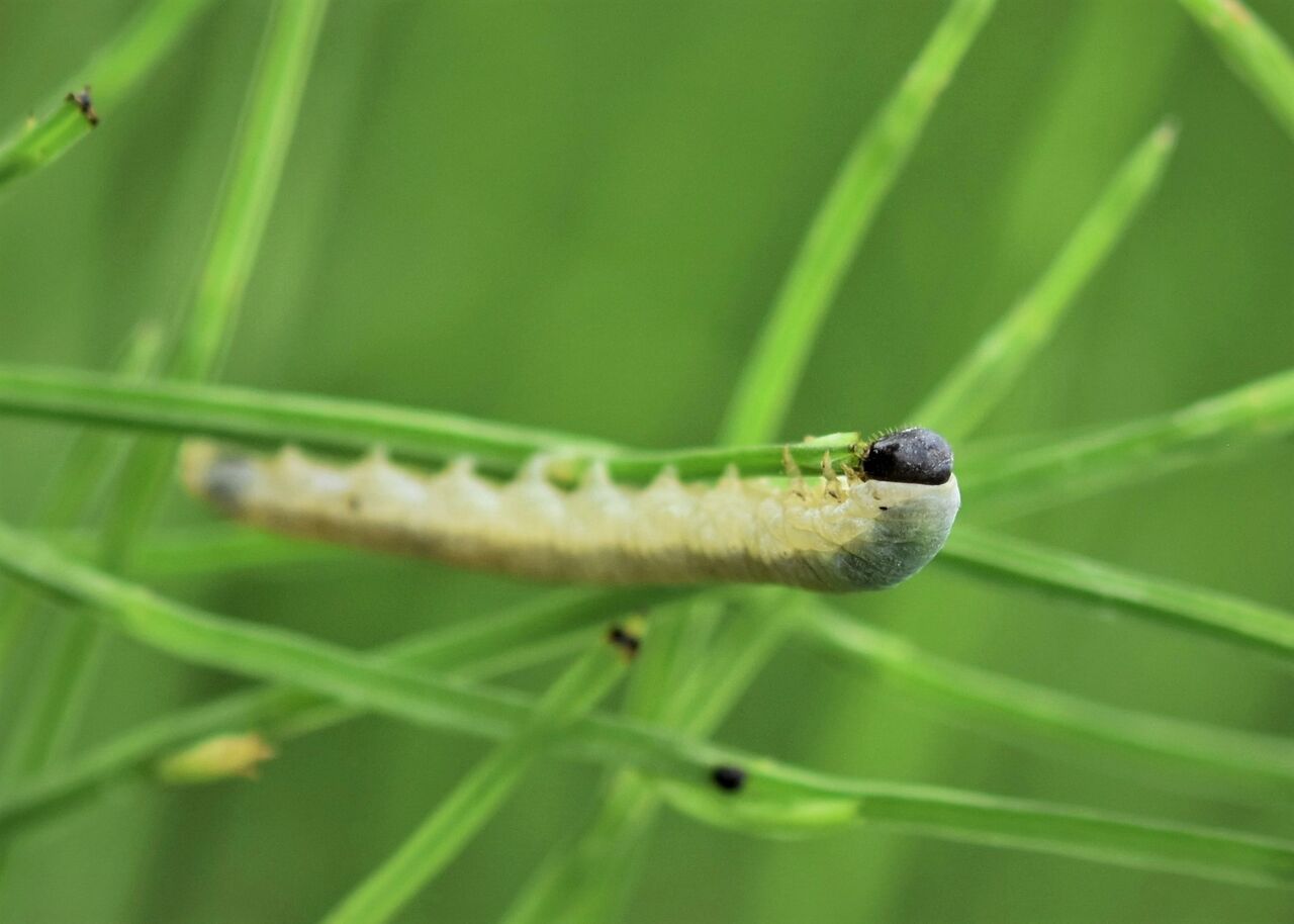 スギナに居た幼虫は 居眠り蛸の自然観察 スギナに居た幼虫は 居眠り蛸の自然観察