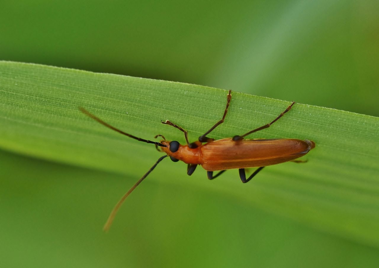 こんな虫「 カミキリモドキ 」にご注意を！ : 居眠り蛸の自然観察