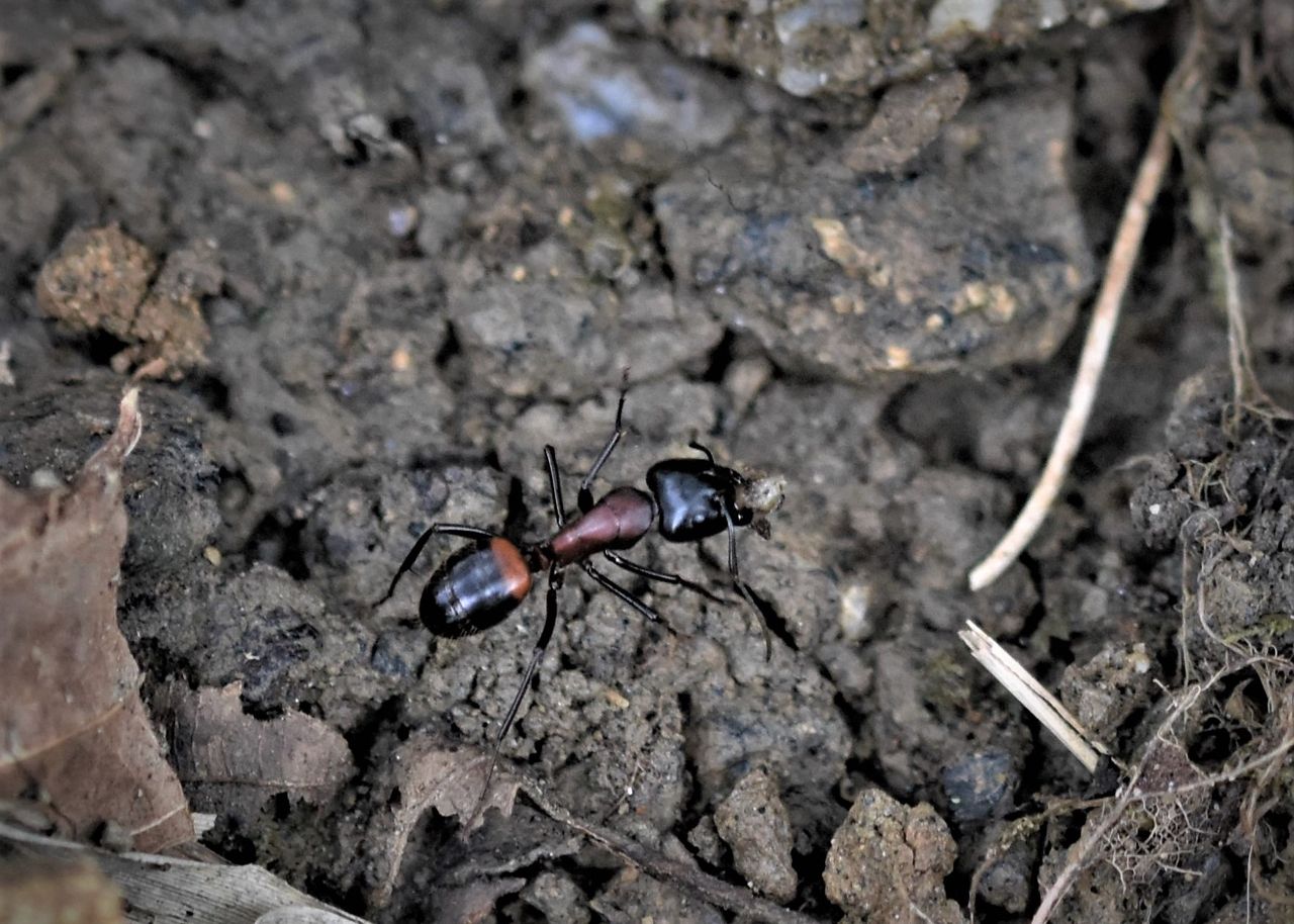 ムネアカオオアリの巣 地中に 居眠り蛸の自然観察