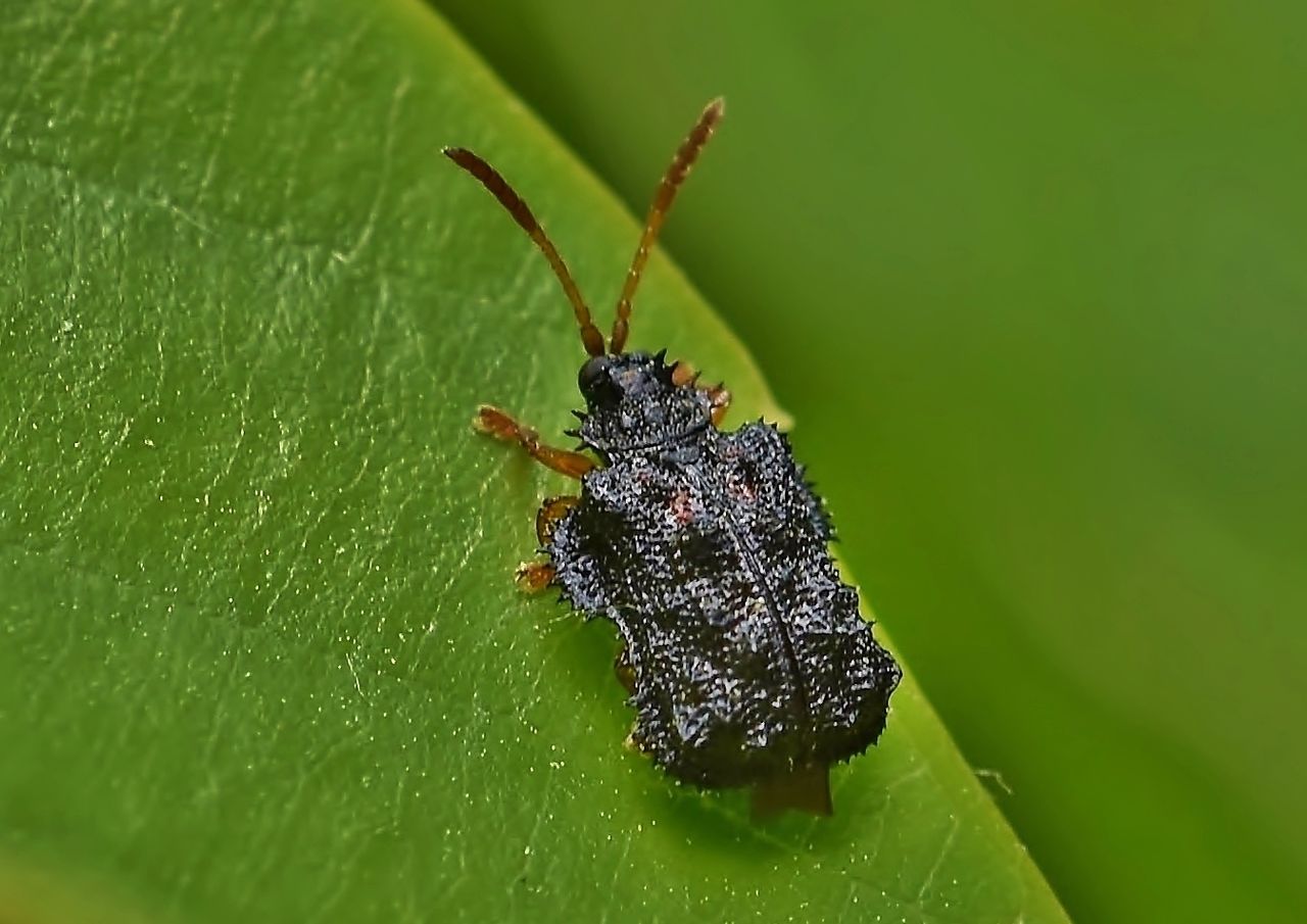 コブハムシ に トゲハムシ : 居眠り蛸の自然観察