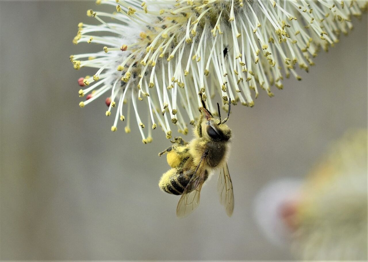 3月1日の治水緑地 猫柳にハチとアブ 居眠り蛸の自然観察 3月1日の治水緑地 猫柳にハチとアブ 居眠り蛸の自然観察