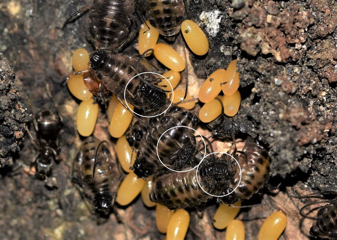 ヤノクチナガオオアブラムシのコロニーと黒い幼虫 居眠り蛸の自然観察