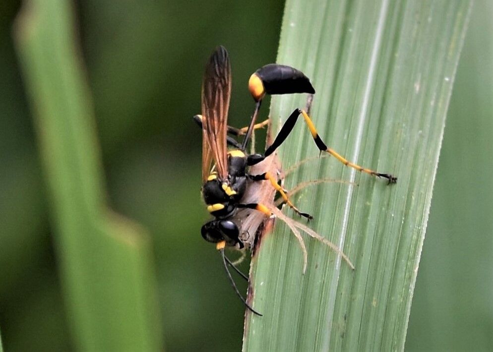 クモを狩るジガバチ アメリカジガバチ 居眠り蛸の自然観察