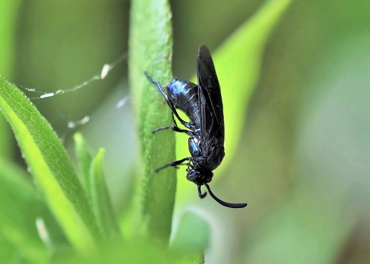 ルリチュウレンジ 居眠り蛸の自然観察
