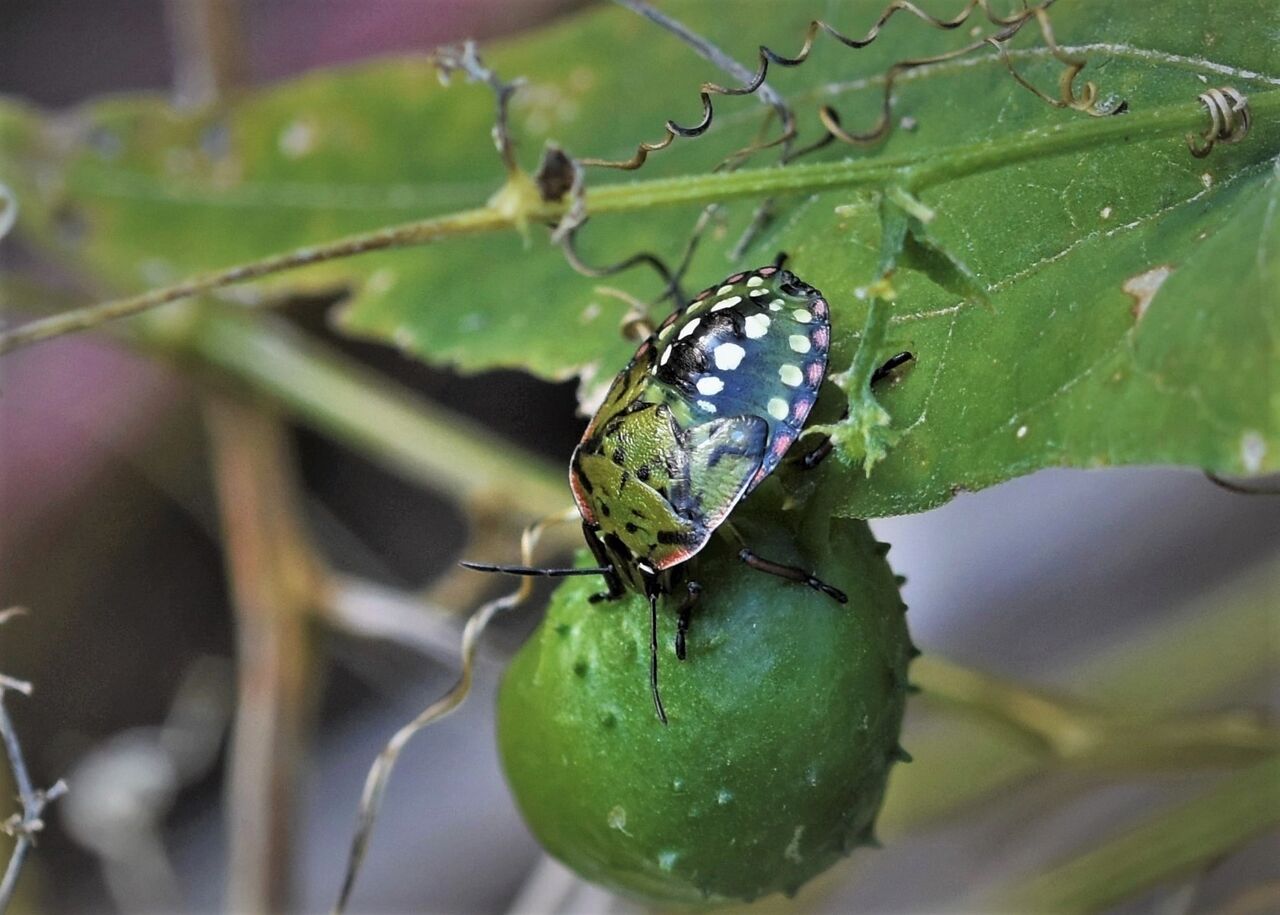 終齢幼虫もミナミアオカメムシと思われます 居眠り蛸の自然観察