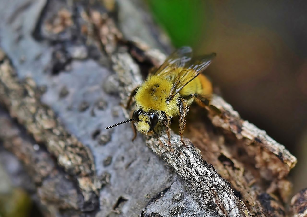 ペット蜂 コマルハナバチ 登場 居眠り蛸の自然観察