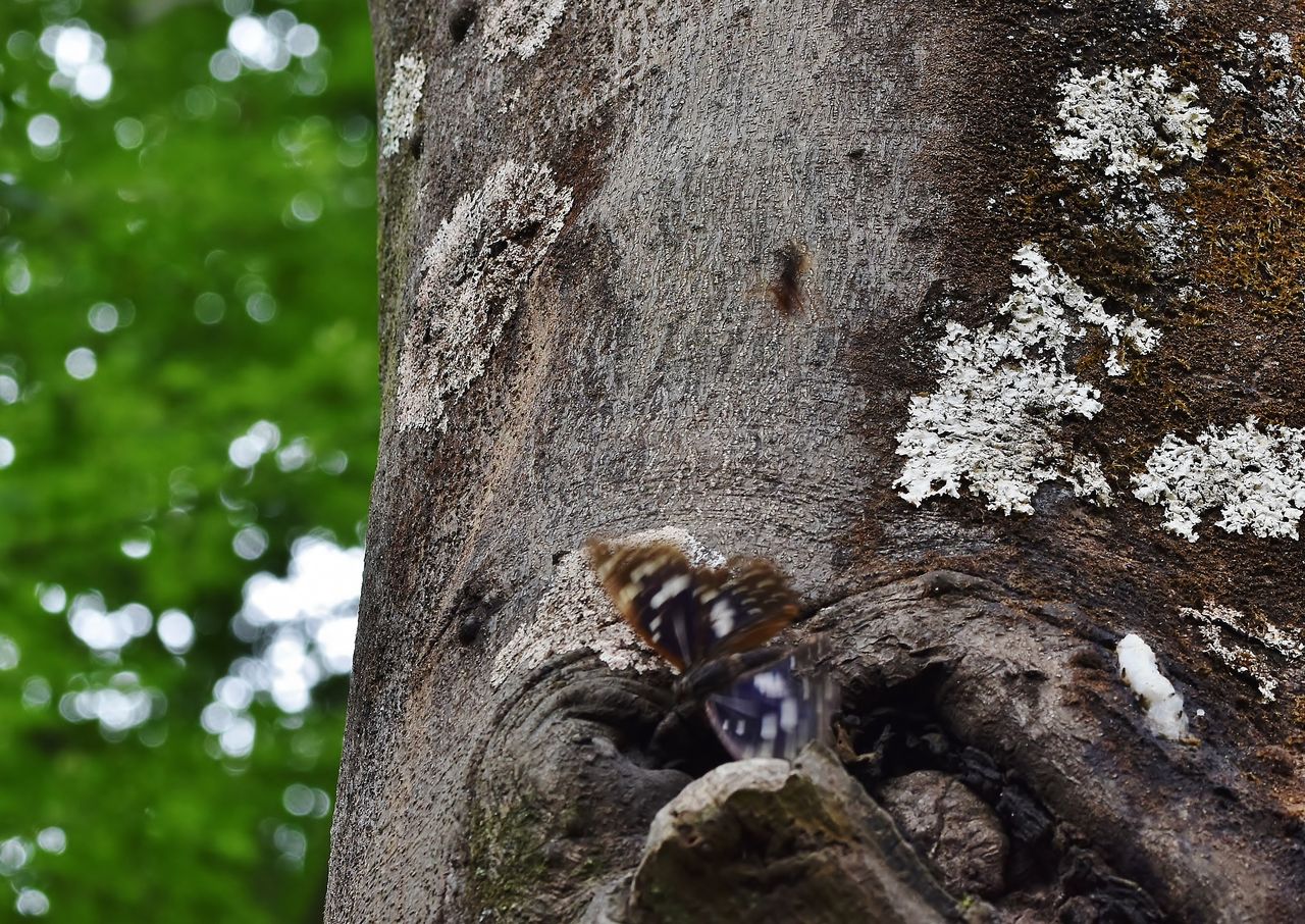 乗っ取り屋 スズメバチ と 空飛ぶキャビア スズメバチ チャイロスズメバチ 居眠り蛸の自然観察