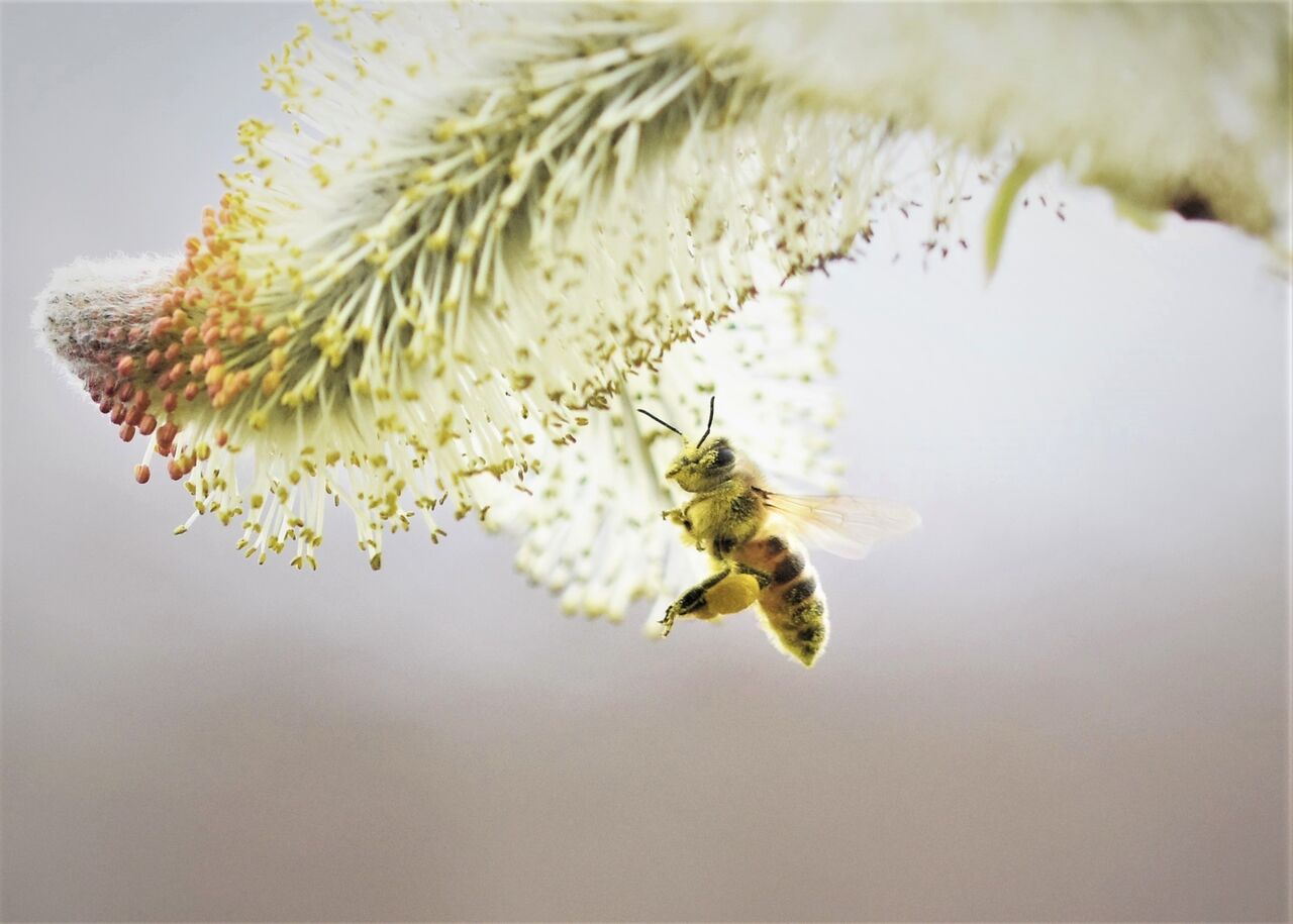 3月1日の治水緑地 猫柳にハチとアブ 居眠り蛸の自然観察 3月1日の治水緑地 猫柳にハチとアブ 居眠り蛸の自然観察