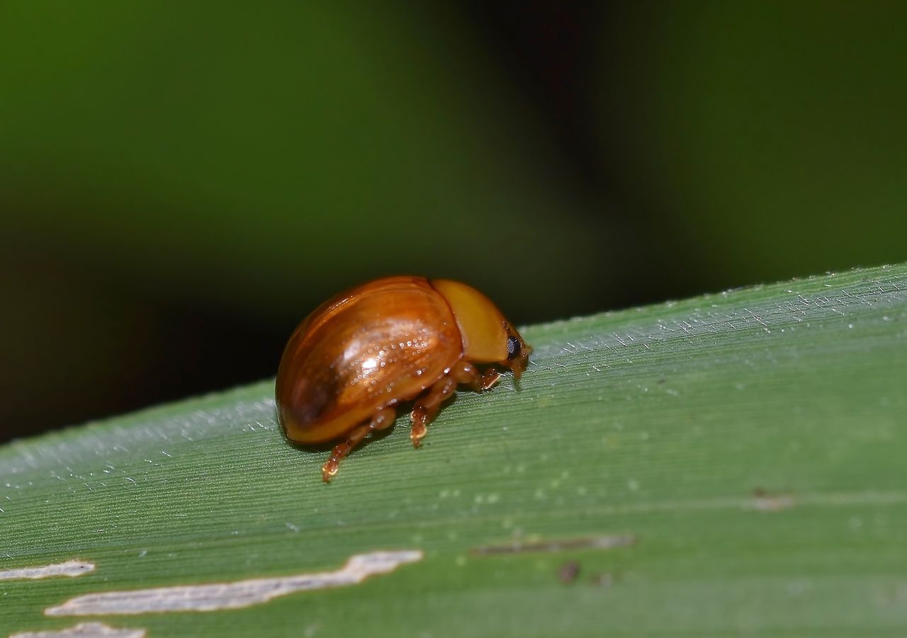 ハムシの種類 お気に入り と 困りもの アカイロマルノミハムシほか11