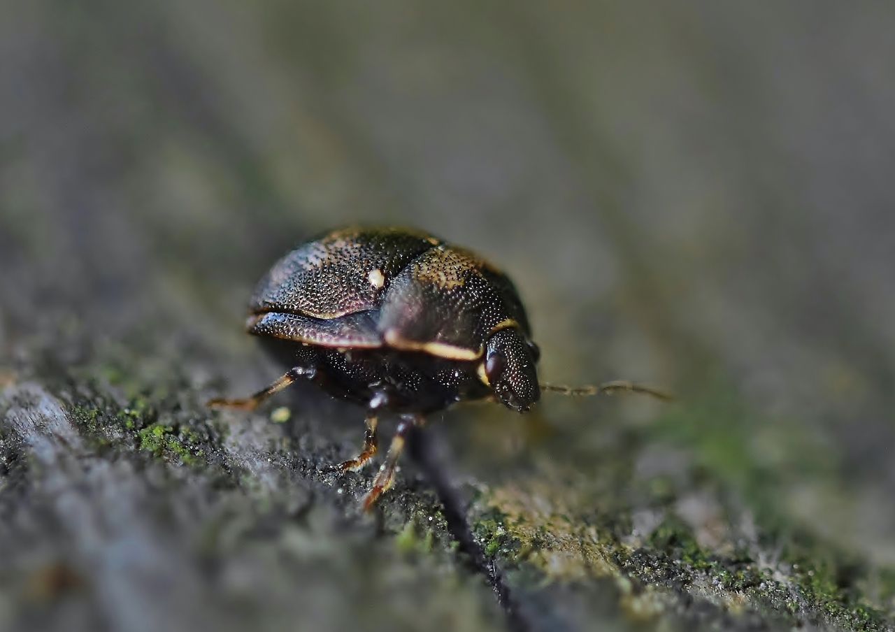 日本で最小種のカメムシ タマカメムシ : 居眠り蛸の自然観察