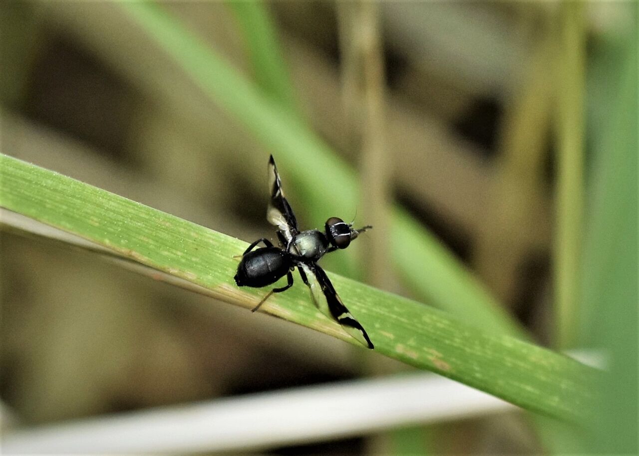 ハマダラミバエの1種 訂正：ニセフトスジヒメヒロクチバエ : 居眠り蛸