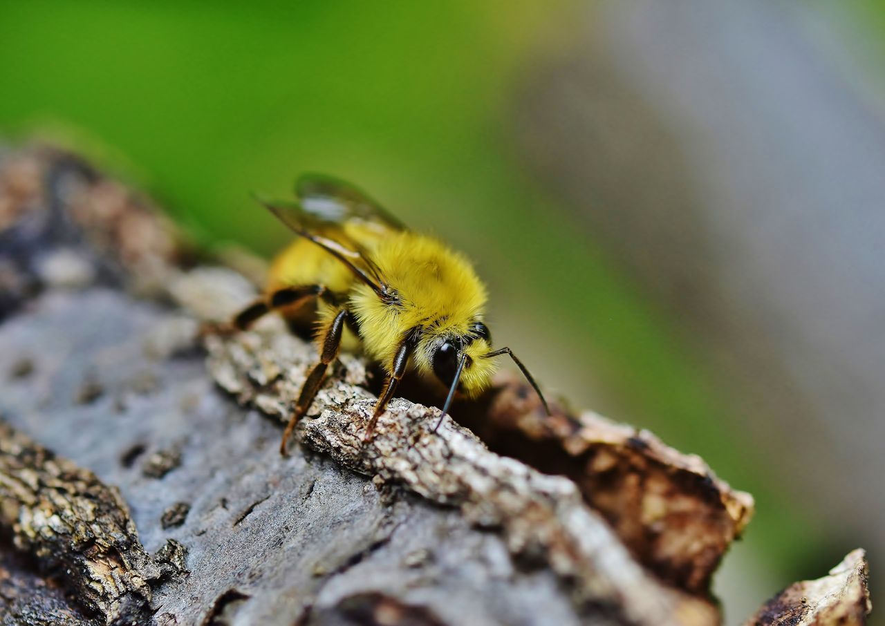 ペット蜂 コマルハナバチ 登場 居眠り蛸の自然観察