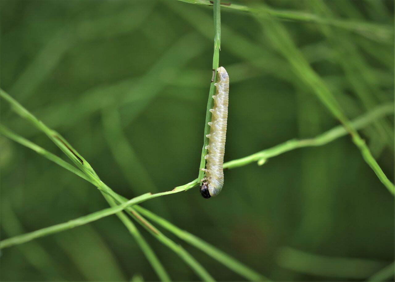 スギナに居た幼虫は 居眠り蛸の自然観察