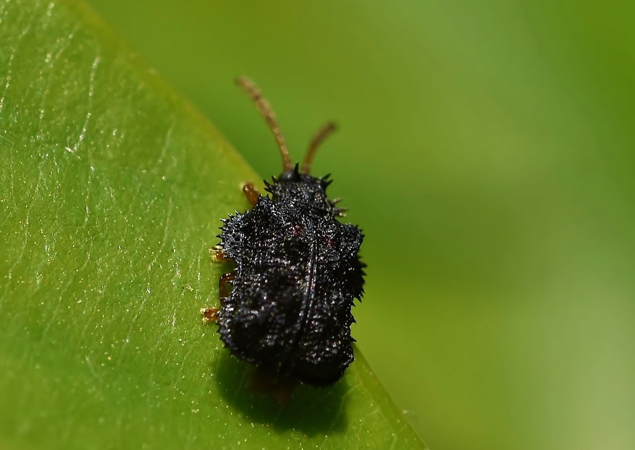 コブハムシ に トゲハムシ : 居眠り蛸の自然観察