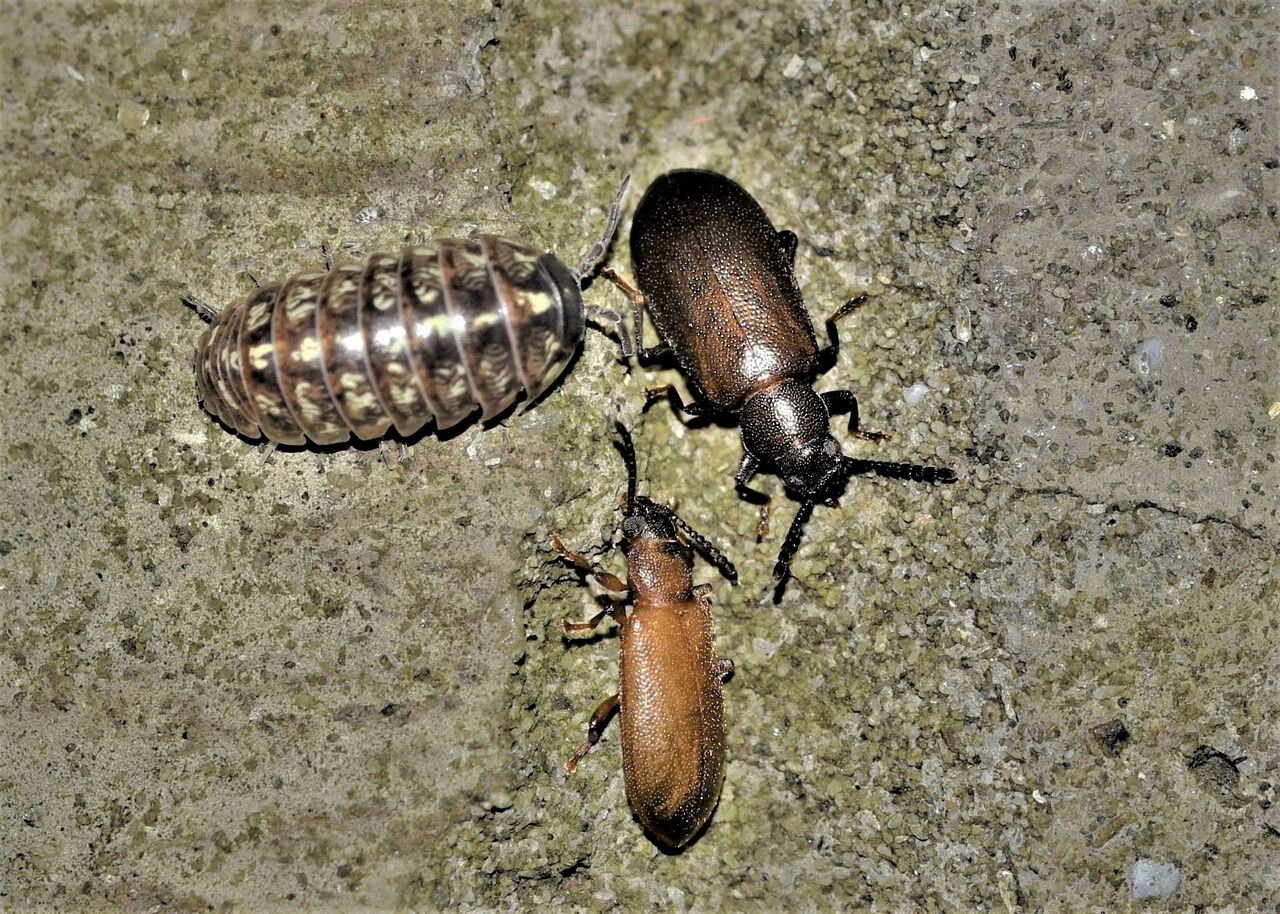 ヒゲブトハムシダマシの変異個体なのでしょうか？ : 居眠り蛸の自然観察