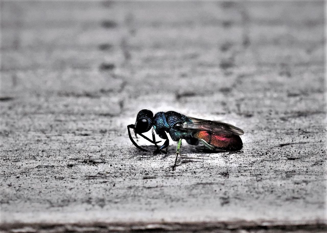 居眠り蛸の自然観察