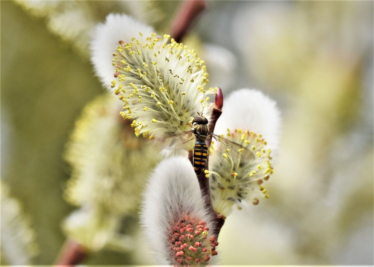 3月1日の治水緑地 猫柳にハチとアブ 居眠り蛸の自然観察 3月1日の治水緑地 猫柳にハチとアブ 居眠り蛸の自然観察