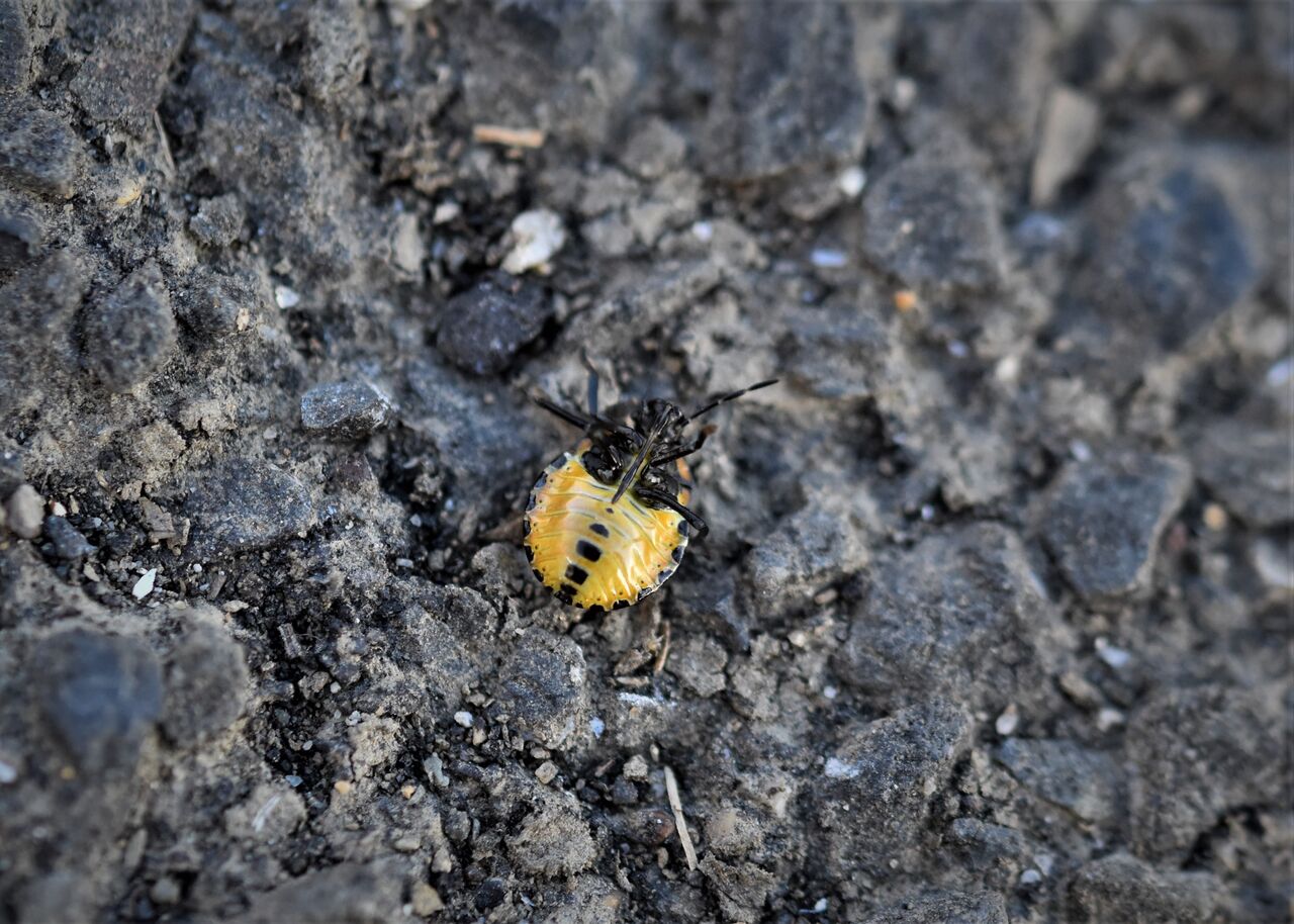 腹側の黄色い若齢幼虫 ミナミアオカメムシの変異個体でしょうか 居眠り蛸の自然観察