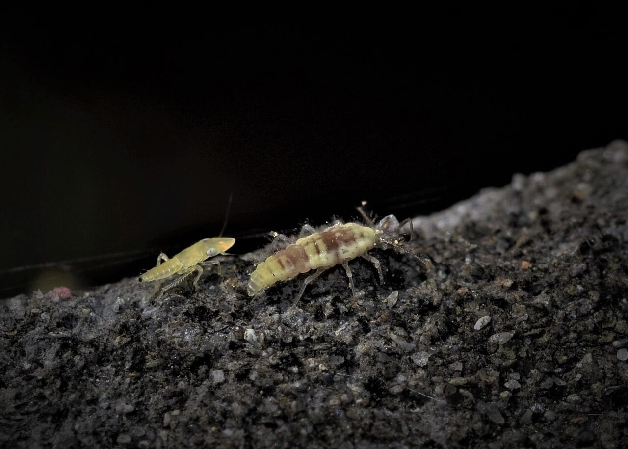 2匹の幼虫はコナカゲロウの仲間 居眠り蛸の自然観察 2匹の幼虫はコナカゲロウの仲間 居眠り蛸の自然観察
