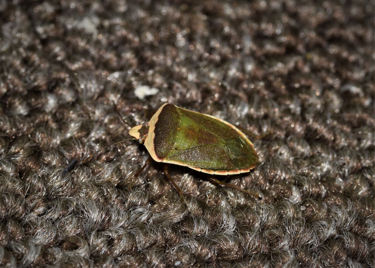 イチモンジカメムシ越冬個体の体色でしょうか ミナミアオカメムシ変異型でした 居眠り蛸の自然観察 イチモンジカメムシ越冬個体の体色でしょうか ミナミアオカメムシ変異型でした 居眠り蛸の自然観察
