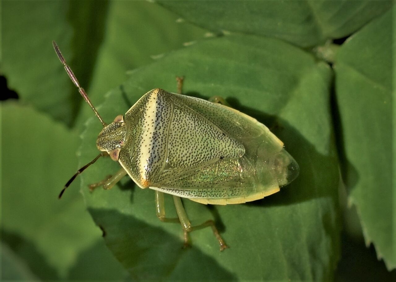 イチモンジカメムシとの比較 ミナミアオカメムシ変異型 居眠り蛸の自然観察