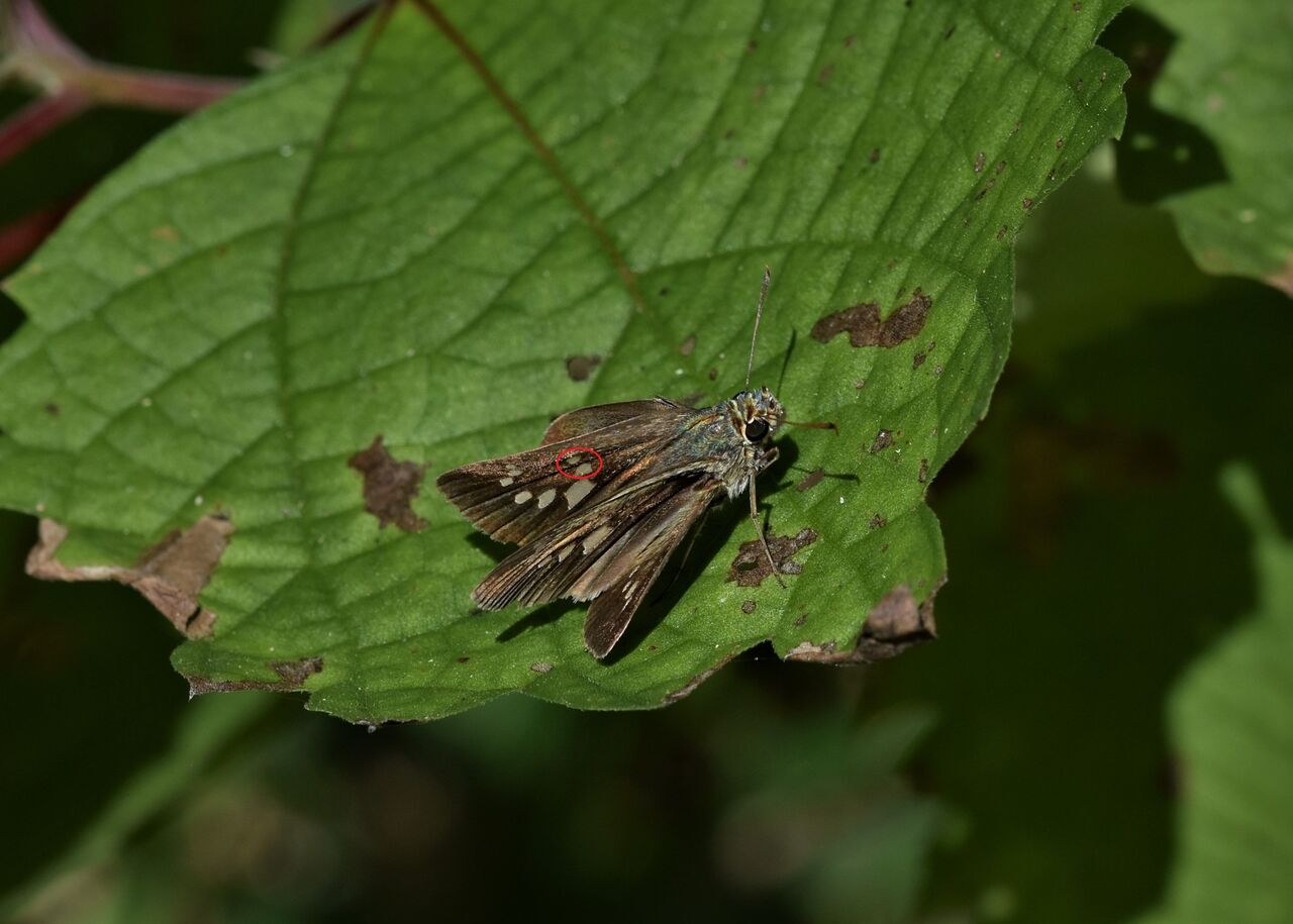 紛らわしい半開のセセリチョウ３種 居眠り蛸の自然観察