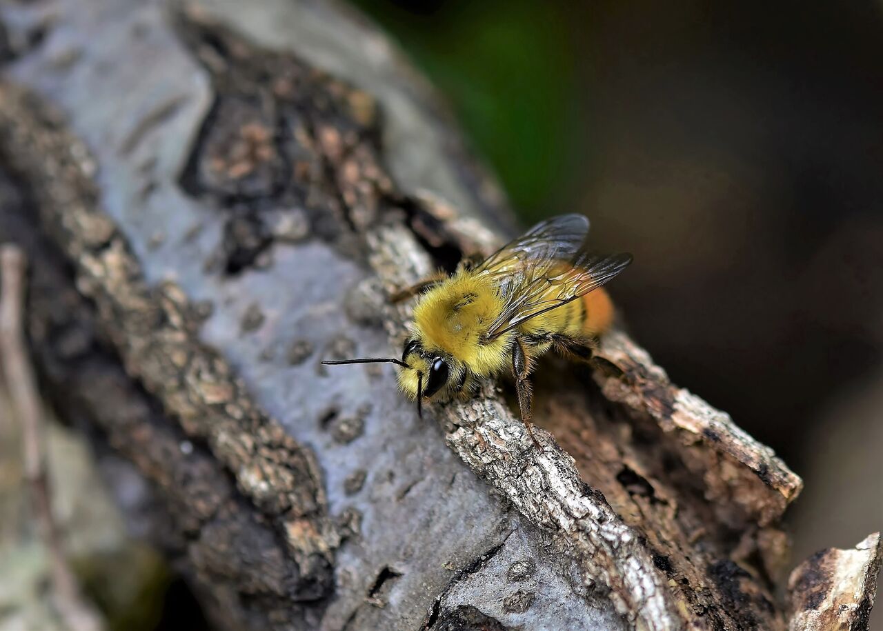 長い口吻 トラマルハナバチ 居眠り蛸の自然観察
