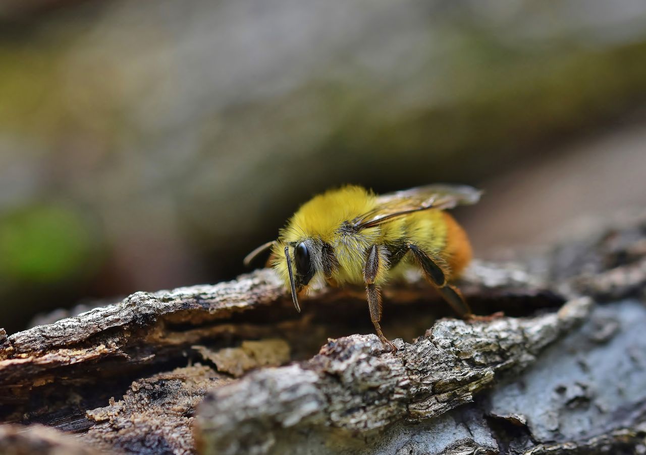 ペット蜂 コマルハナバチ 登場 居眠り蛸の自然観察
