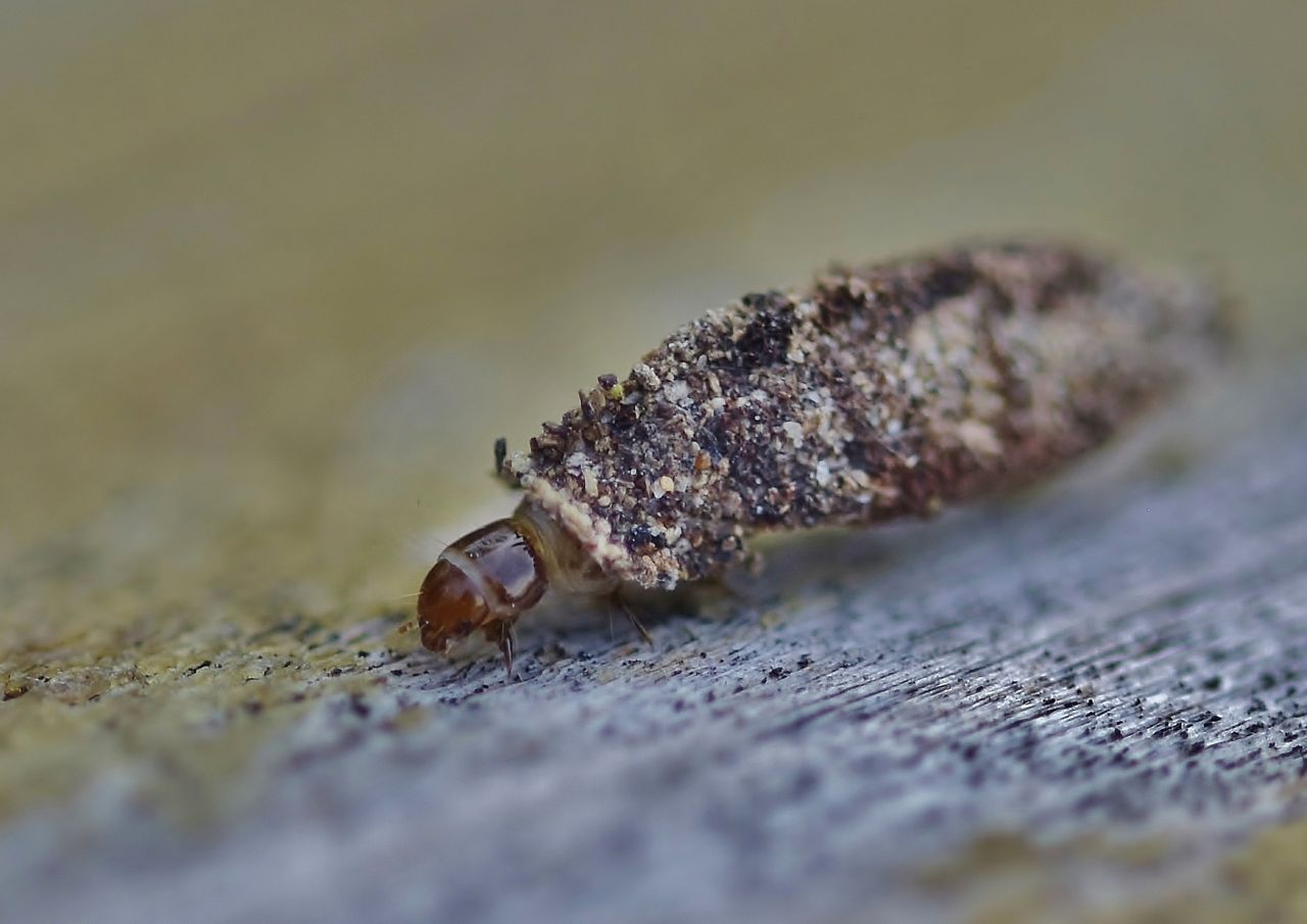 この時期 冬 に羽化するカワゲラ 凍て蝶 居眠り蛸の自然観察
