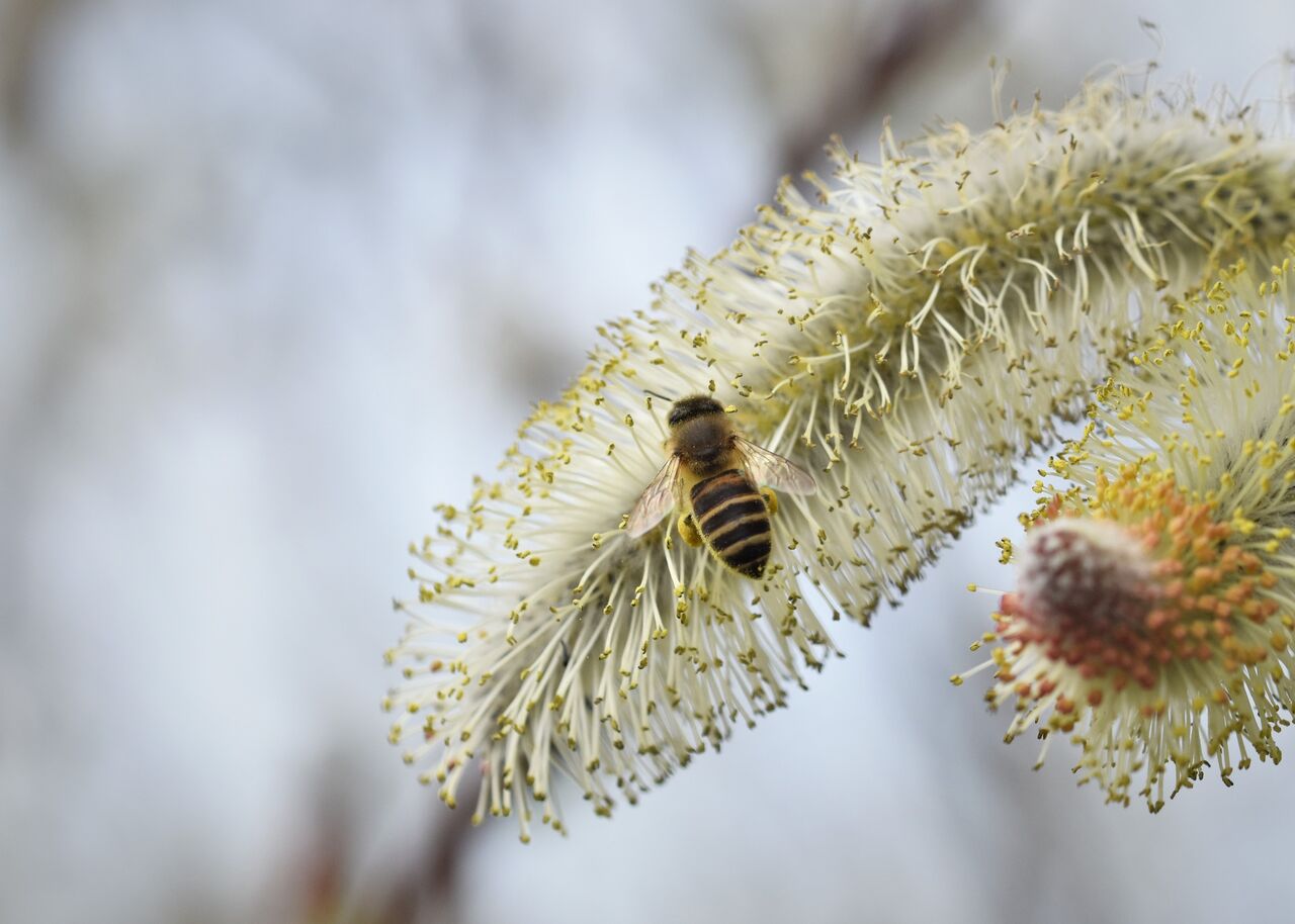 3月1日の治水緑地 猫柳にハチとアブ 居眠り蛸の自然観察 3月1日の治水緑地 猫柳にハチとアブ 居眠り蛸の自然観察