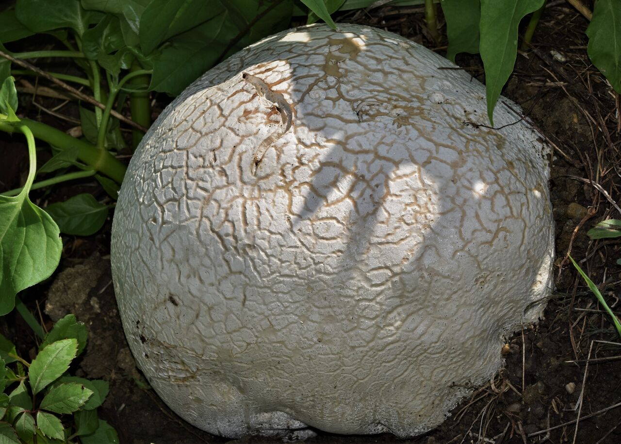 オニフスベという大きなキノコ と セグロツヤテントウダマシ 居眠り蛸の自然観察