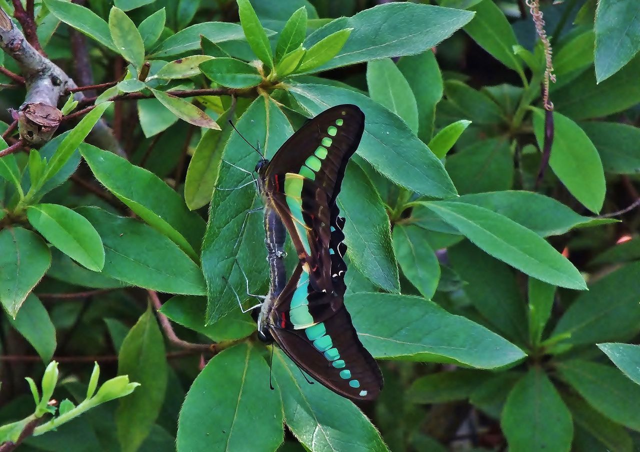 蝶の色 アサギマダラ アオスジアゲハ と コムラサキ オオムラサキ カラスアゲハ ミヤマカラスアゲハ 居眠り蛸の自然観察