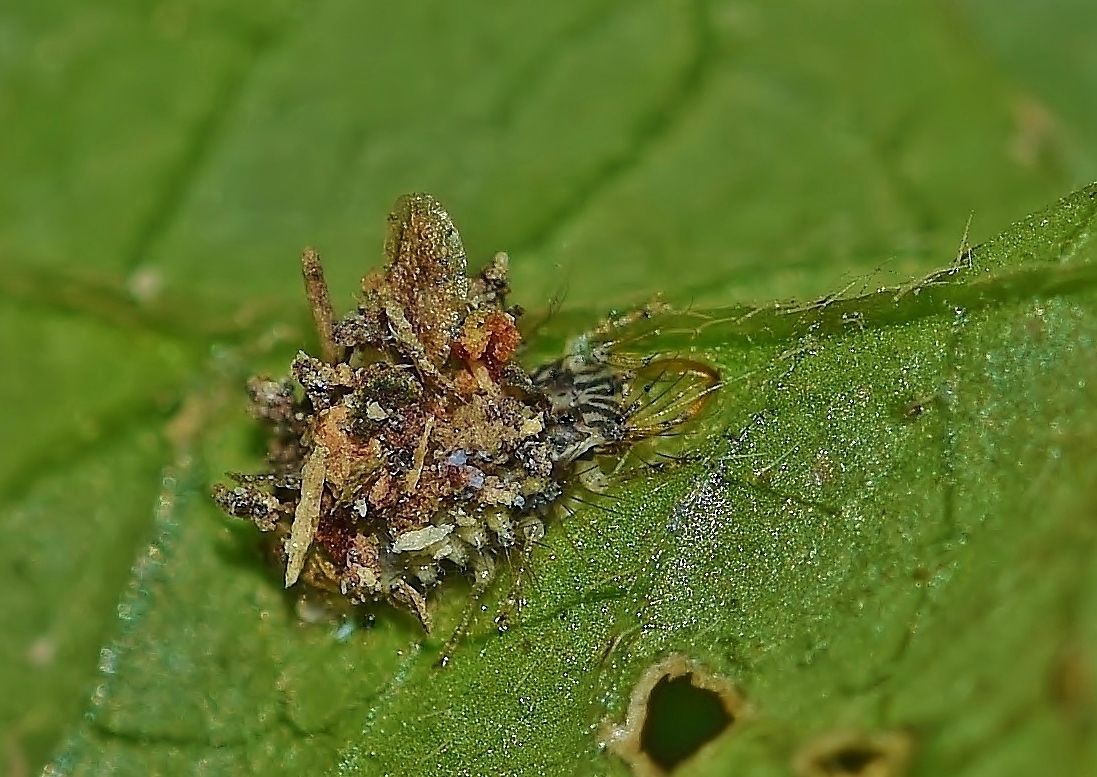 クサカゲロウの幼虫が餌とするのは 居眠り蛸の自然観察 クサカゲロウの幼虫が餌とするのは 居眠り蛸の自然観察