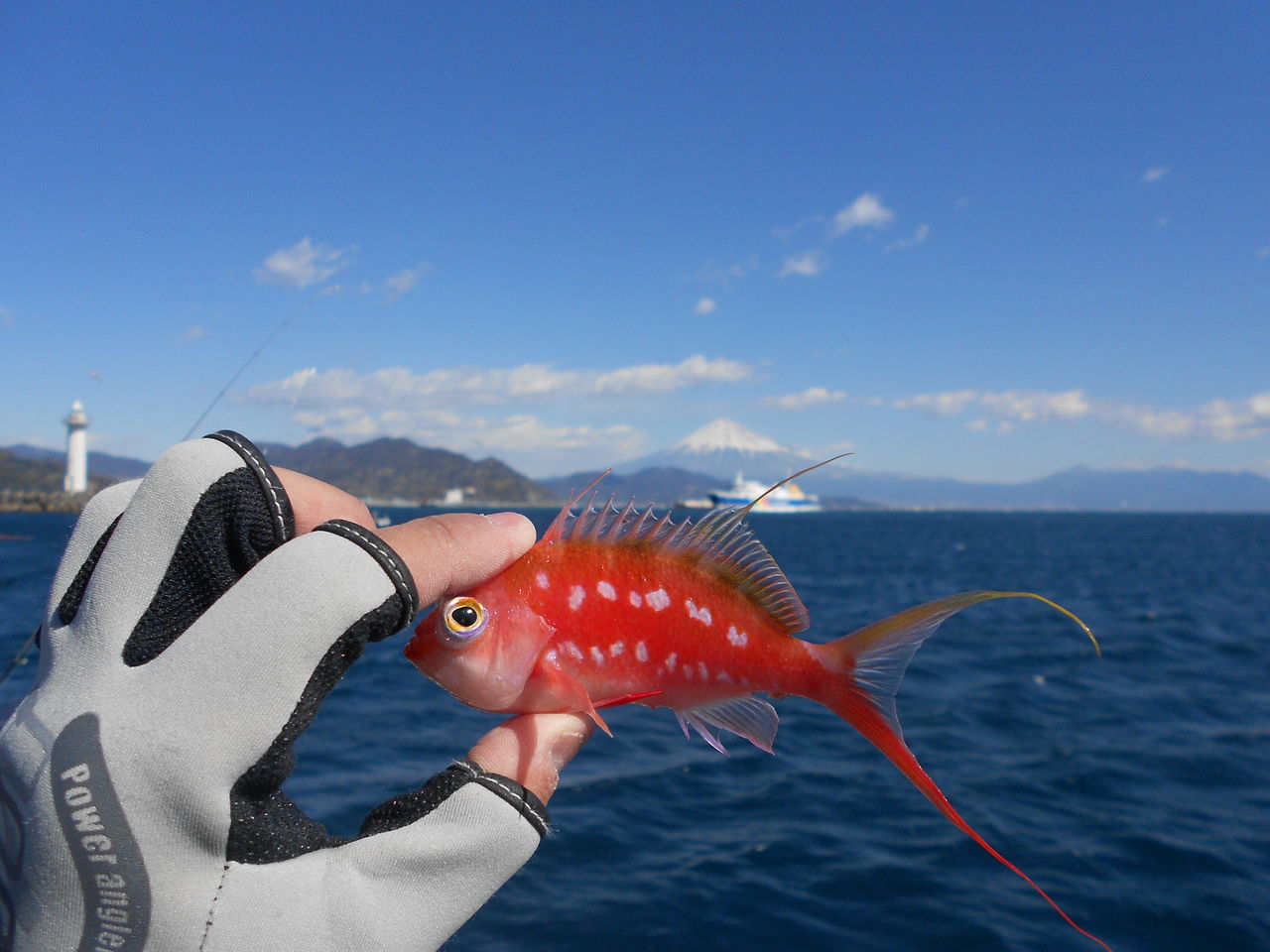 どんな お魚 インフィールドなスタッフブログ どんな お魚 インフィールドなスタッフブログ