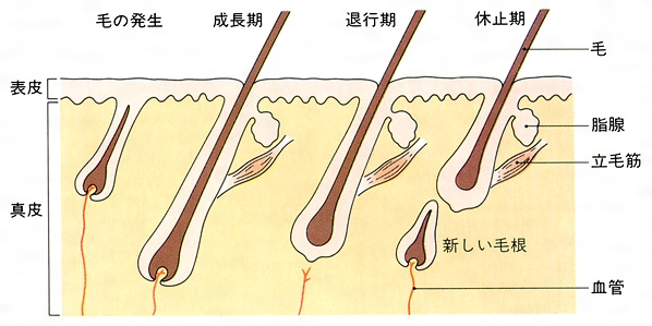 孤独な 郵便番号 荒らす 陰毛 ヘア アイロン I Marusho Jp