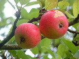 240px-Discovery_apples