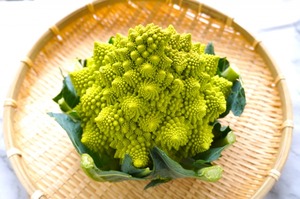 ���ޥͥ����֥��å��꡼