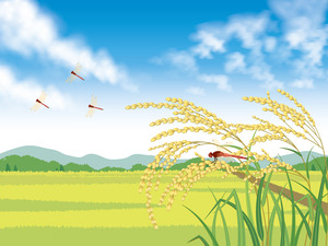 田んぼ