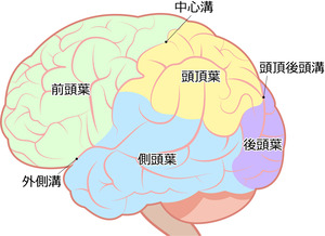 脳