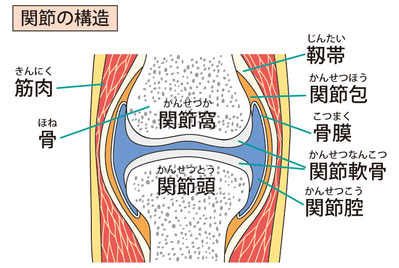 関節
