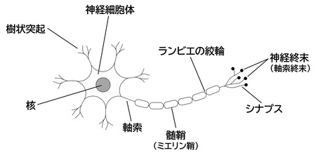 ニューロン