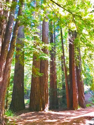 ����ե���˥����